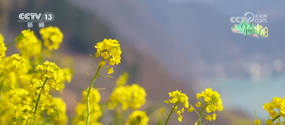 春风吹热“花经济” 农文旅融合为乡村振兴“增色添香”