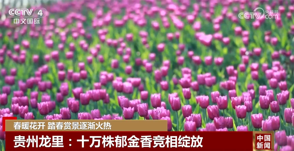 春暖花开时踏春赏景逐渐火热 以花为“媒”促“春日经济”盛放