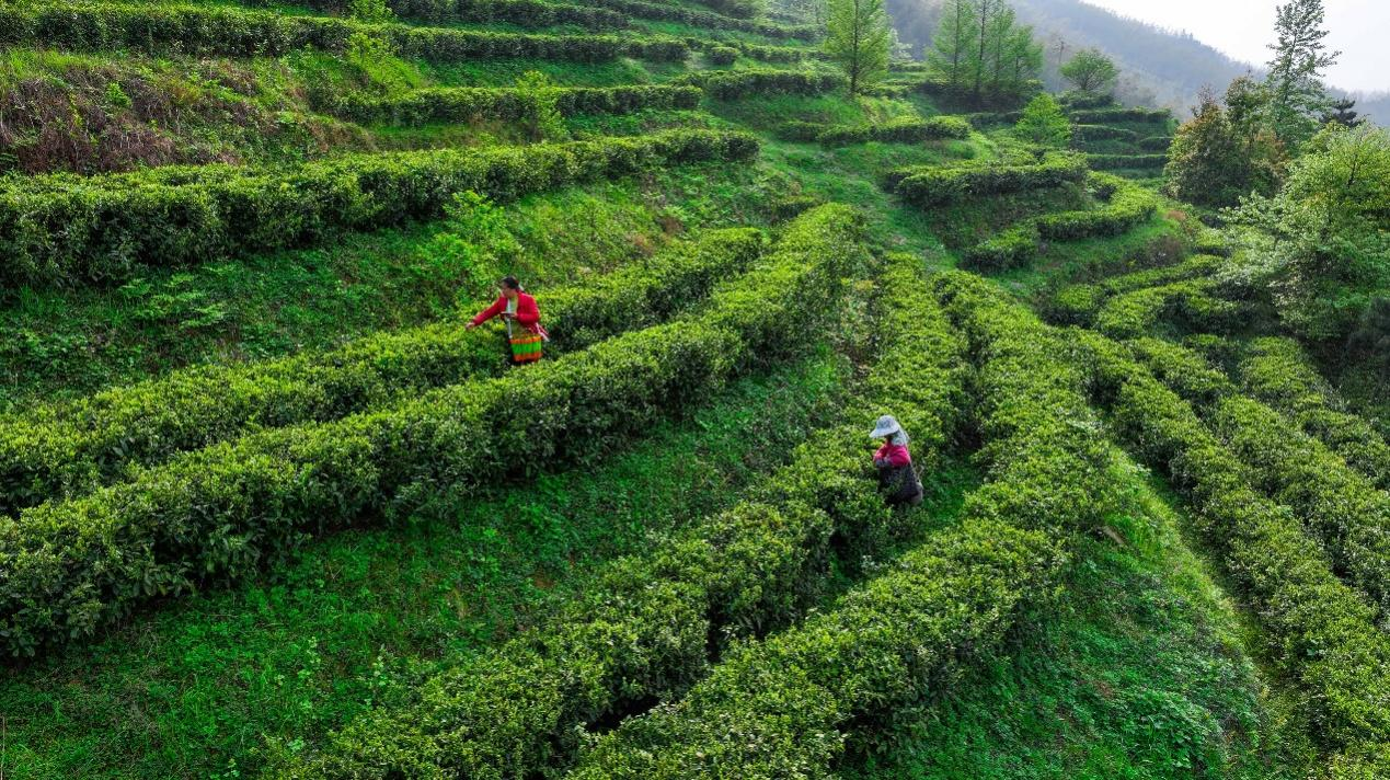 龙池村石山茶场进入采摘季（周翔宇/摄）