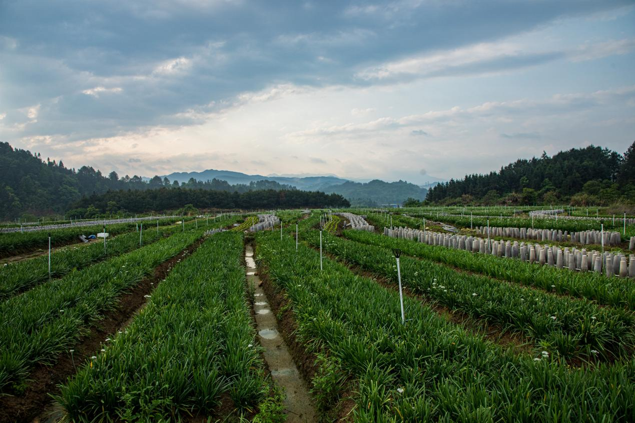 韭黄基地(刘国忠/摄)