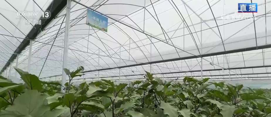 “智慧农业”点亮农旅融合发展 江上“菜篮子”将“流量”变“增量”