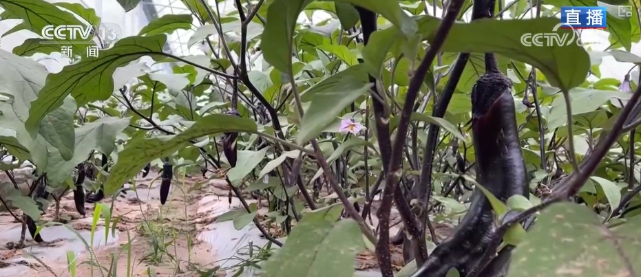 “智慧农业”点亮农旅融合发展 江上“菜篮子”将“流量”变“增量”