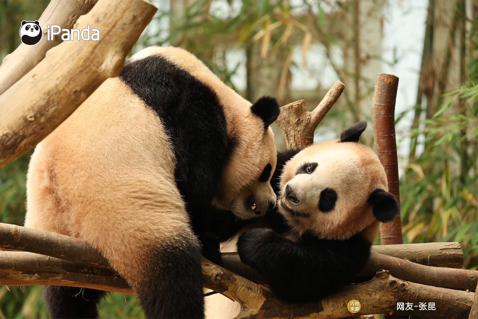 表情包壁纸图片萌娃背景图你在偷看什么呀-我爱看围脖, image size:1920x1280