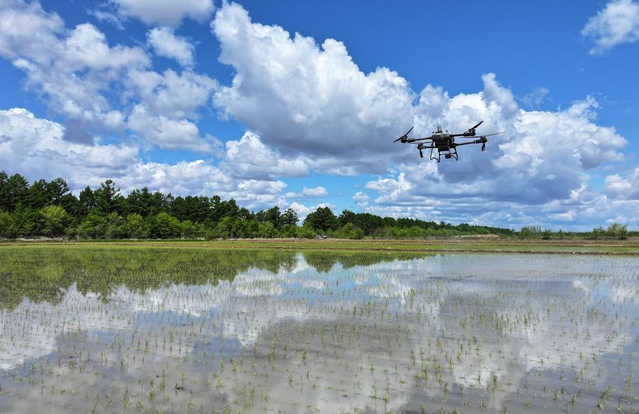 A crop protection drone applies fertilizer over a paddy rice field of a farming company under the Beidahuang Group