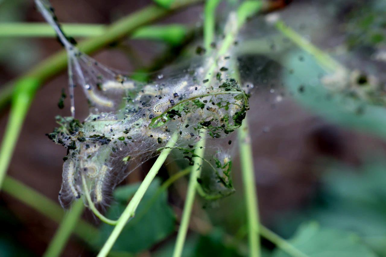 美国白蛾幼虫吐丝结网，取食树叶