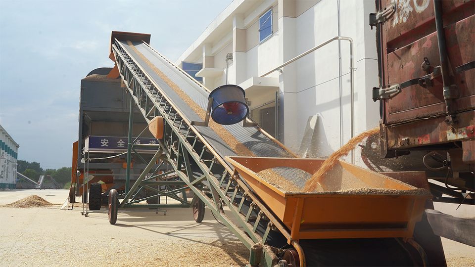 中储粮新乡直属库封县租仓库点卸粮入库现场