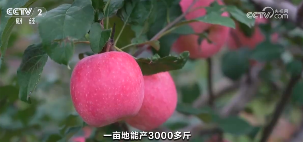 稻谷黄、果飘香广袤田野“智”绘秋日好“丰”光