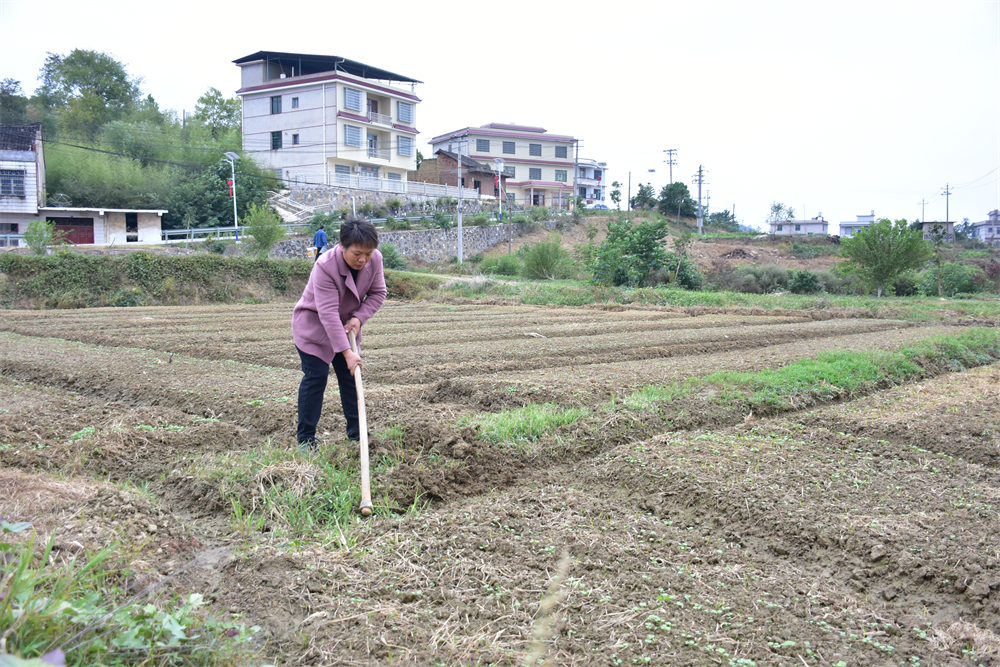村民赵嫦娥将田埂边的垄沟进行疏通