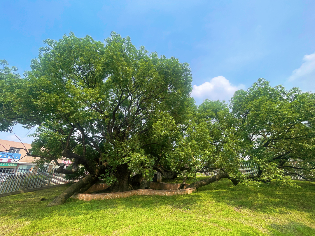 广州番禺凌边村古樟树