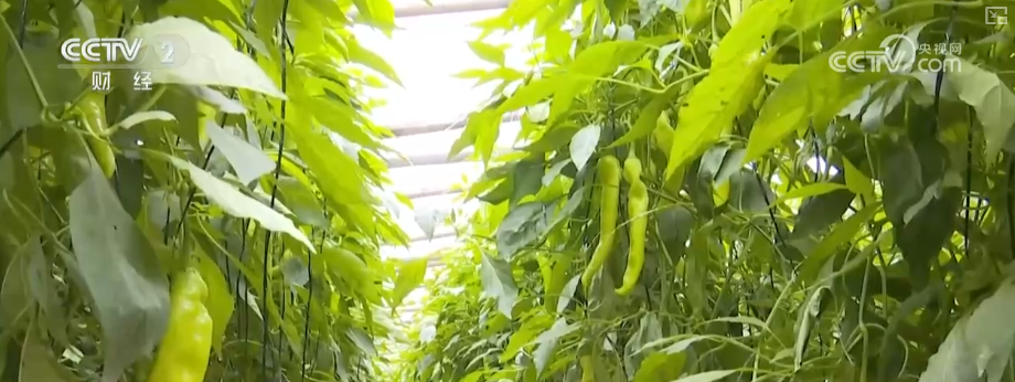 物丰价稳！多举措协同应对低温 保障百姓“菜篮子”无忧