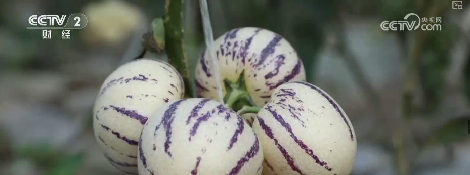 果蔬争“鲜”上市供销两旺 百姓冬季“菜篮子”“果盘子”消费需求有保障
