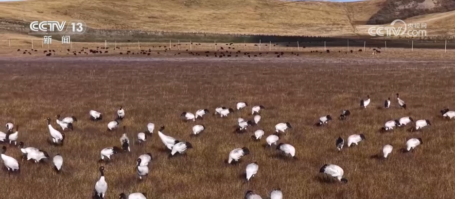 候鸟翩跹彰显生态之美描绘出和谐优美的鸟类交替生态图景