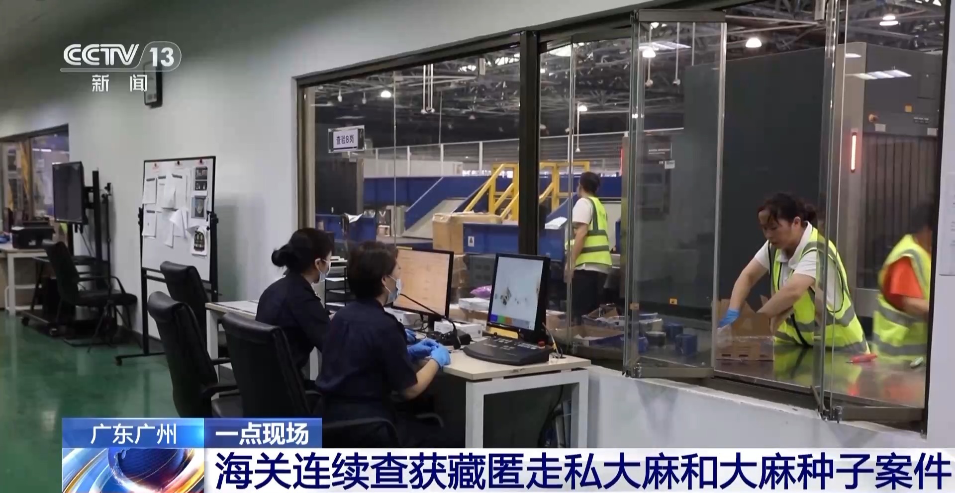 申报家具变“咖啡”？海关连续查获藏匿走私大麻和大麻种子案件