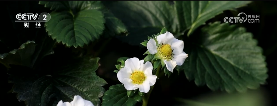 各地积极应对低温天气 各部门多措并举保民生保生产