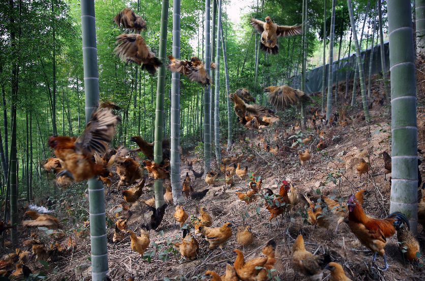 雪峰乌骨鸡林下生态放养