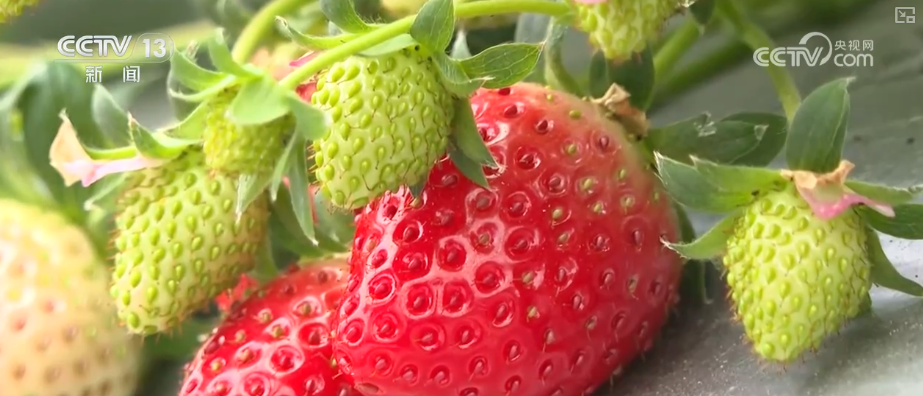 除冰保畅、踏冰送水、指导生产 多部门精准施策办好民生实事保障百姓生产生活