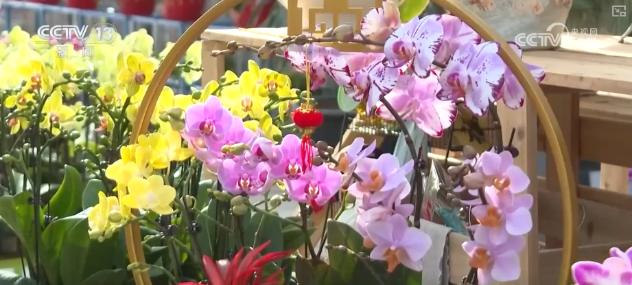 打开赏花地图看繁花美景聚人气、多元场景带旺消费