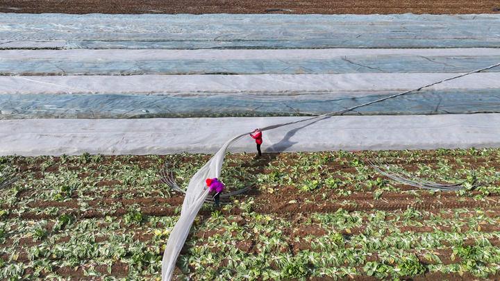 2025年12月11日，山东东营广饶县，农民为作物覆盖防寒无纺布。
