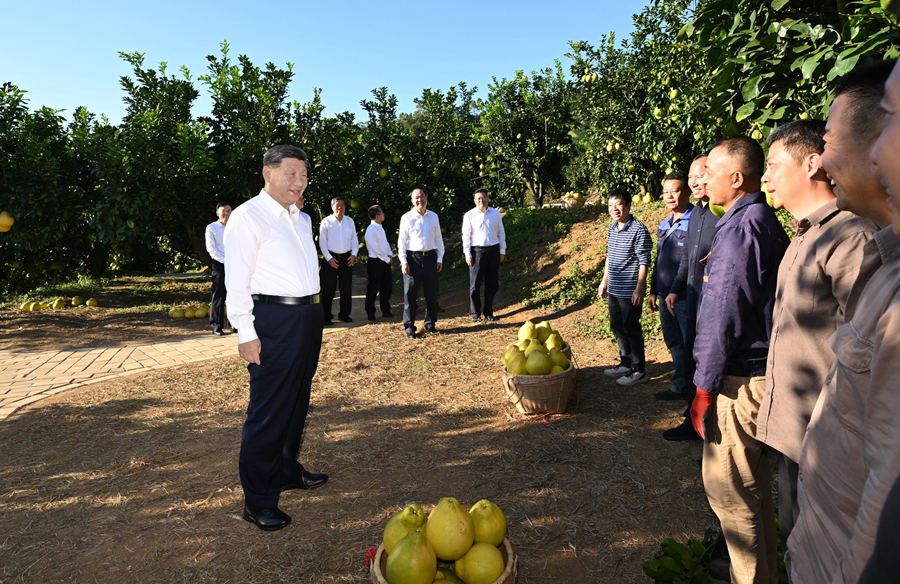 2025年11月7日，广东梅州雁洋镇，习近平总书记在南福金柚种植基地考察时，同果农和农技人员亲切交流。