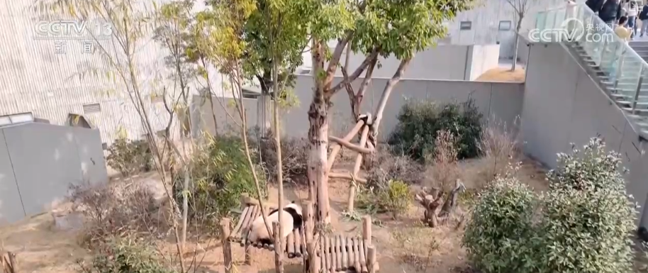 萌力报到！国宝大熊猫送上新春祝福