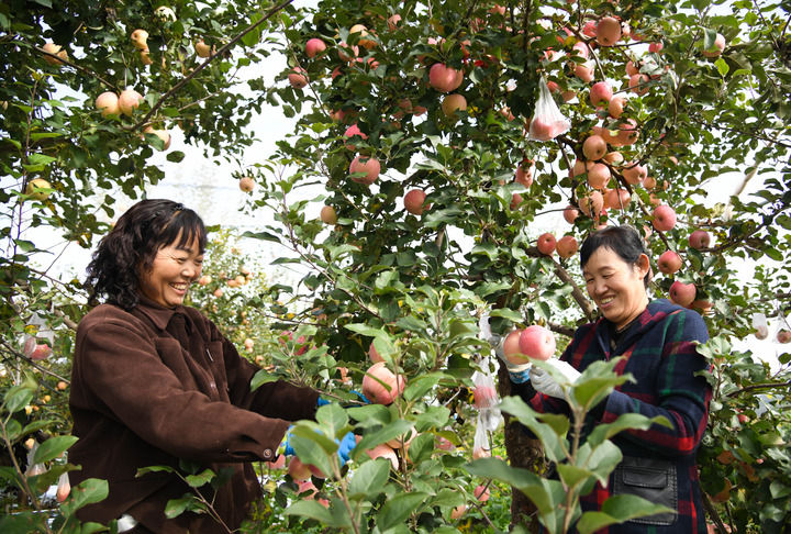 &emsp;&emsp;2025年10月17日，果农在陕西省延安市宝塔区桥沟街道烟洞沟村采收苹果。