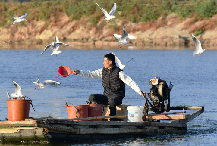 &emsp;&emsp;2025年12月10日，福建省漳州市佛昙镇东坂村河豚养殖户在给河豚投喂食物。