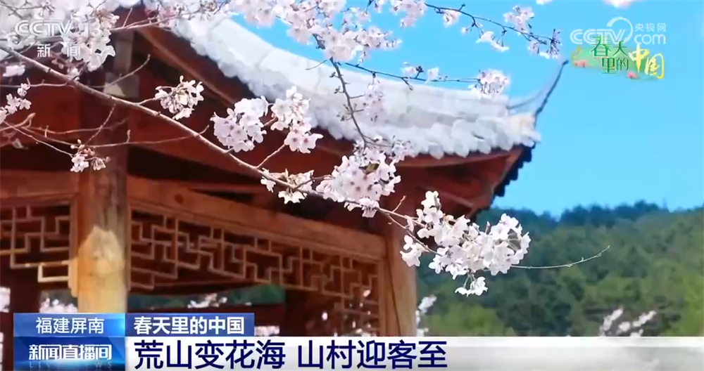 春日繁花处处景以“旅”兴农 “赏花经济”以花为媒激活乡村振兴新脉动