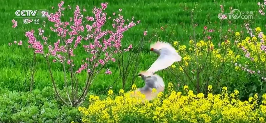 赏花观鸟游“催热”春日经济 以生态优势为媒激活多元业态“新”活力