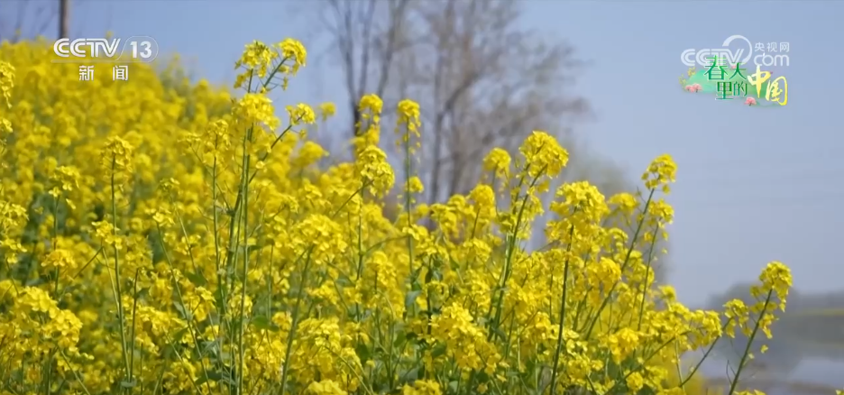 从“种田地”到“种风景” “花样经济”新业态奏响乡村振兴“春日曲”