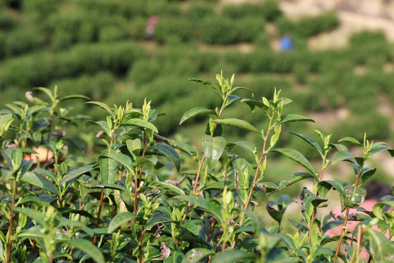 茶树吐露新芽，芽叶肥硕（廖晶/摄）